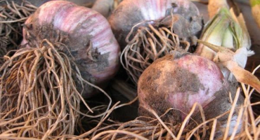 Kdy kopat česnek v kursku, voroněži, belgorodu, lipetsku a dalších regionech?